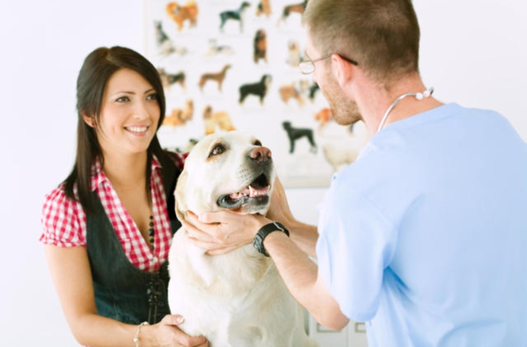 "Insuring Your Dog Against Diseases: The Ultimate Guide for Pet Owners"