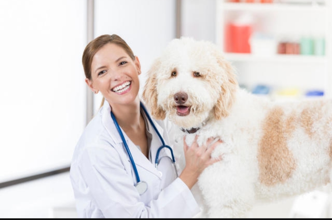 "Insuring Your Dog Against Diseases: The Ultimate Guide for Pet Owners"